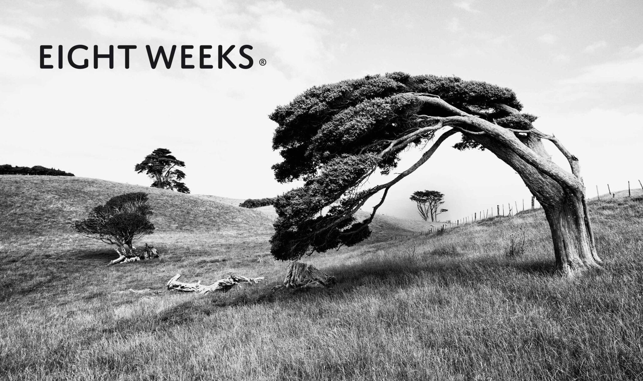 Product Eight Weeks Tree